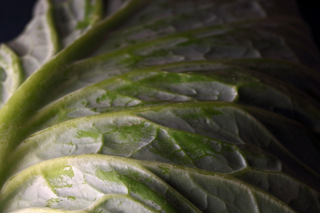 Getting the Vowels Right: A Step-by-Step Approach to Pronouncing Syrah in French