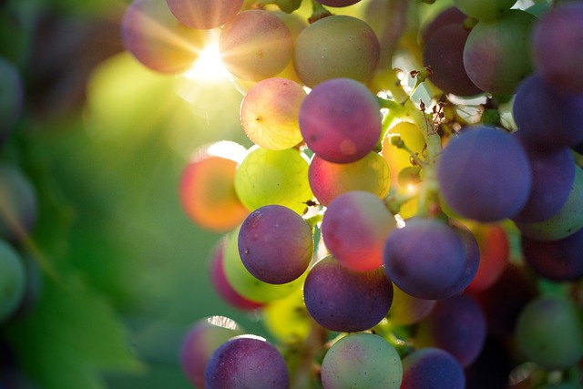 Understanding the Grapes: Differences in Flavor Profiles and Growing Regions
