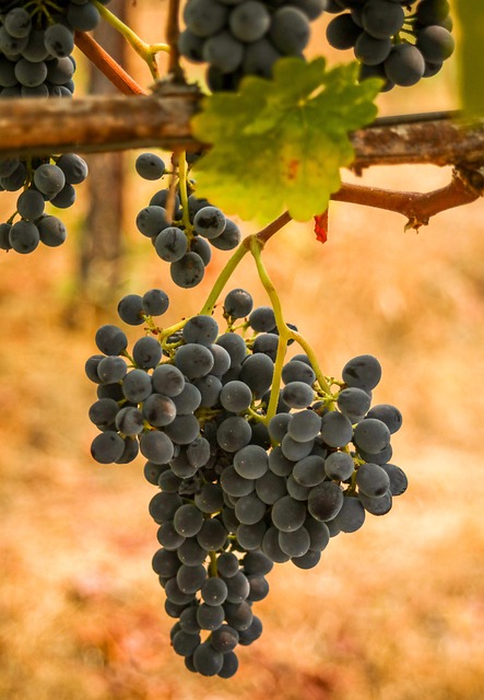 Revealing the Essence of Syrah: Origins, Flavor Profiles, and Regions of Production