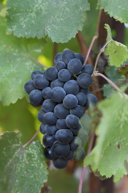 1. Background: Unraveling the Mystery of Malbec Wine and Merlot