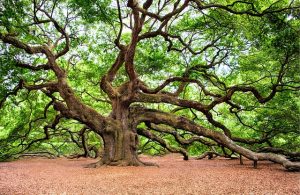 Oak Leaf Wine Reviews: Unfolding Nature’s Craft in Each Sip