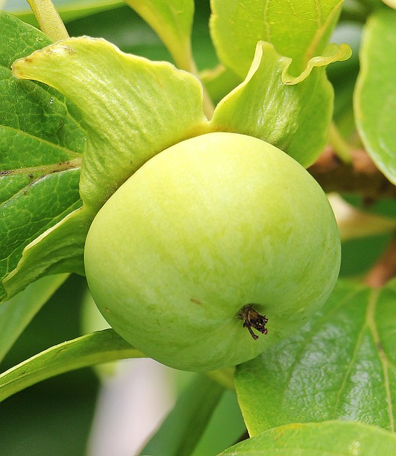 Preparing the ⁤Harvest: Harvesting, Cleaning, and Sorting the Best Persimmons