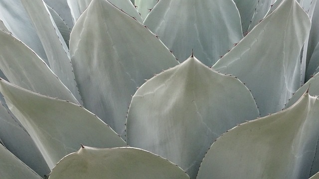 De Agave Wine: Unraveling a Unique Beverage 2 I. The Origins of De Agave Wine: Tracing its History and Cultural Significance