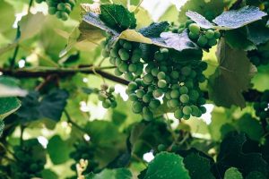 Which Is Drier Sauvignon or Chardonnay? Navigating Dryness Levels