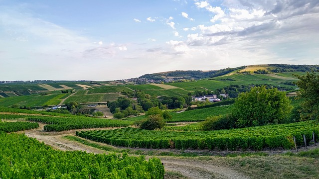 Sauvignon vs. Chardonnay: The Drier Dilemma 2 1. Understanding the Distinct Differences Between Sauvignon Blanc and Chardonnay